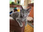 Adopt Rosie a Gray or Blue Domestic Shorthair / Domestic Shorthair / Mixed cat