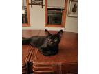 Adopt Frank a All Black Domestic Shorthair / Domestic Shorthair / Mixed cat in
