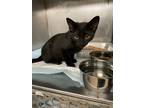 Adopt FireFly a All Black Domestic Shorthair / Domestic Shorthair / Mixed cat in