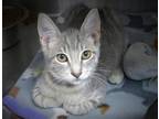 Adopt ELISE a Gray or Blue Domestic Mediumhair / Mixed (medium coat) cat in