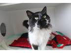 Adopt Mallow Sweet Fluff a Domestic Longhair / Mixed (long coat) cat in