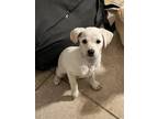 Adopt Buzz a White Poodle (Miniature) / Mixed dog in Santa Barbara