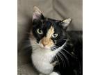 Adopt Dave (22-644) & Gypsy (22-735) a Domestic Shorthair / Mixed cat in York