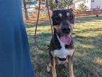 Adopt Beverly a Tricolor (Tan/Brown & Black & White) Rottweiler / Mixed dog in