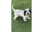 Adopt Dolly ( CHIQUITA) a Black - with White Poodle (Miniature) / Bearded Collie