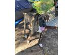 Adopt Harley a Brown/Chocolate Great Dane / Mixed dog in Justin, TX (39053585)