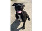 Adopt Comet (Underdog) a Black American Pit Bull Terrier / Mixed dog in New
