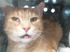 Adopt CLAWDIA a Orange or Red Domestic Mediumhair / Mixed (medium coat) cat in