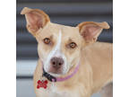 Adopt Lita a Tan/Yellow/Fawn Terrier (Unknown Type, Small) / Mixed dog in