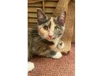 Adopt Coco a Calico or Dilute Calico Calico / Mixed (short coat) cat in Taylor