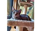 Adopt Sleepy a Tan or Fawn Tabby Domestic Shorthair / Mixed (short coat) cat in