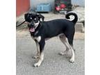 Adopt Rango a Black Mixed Breed (Large) / Mixed dog in New Albany, IN (39053545)