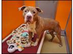 Adopt Lion a Tan/Yellow/Fawn American Staffordshire Terrier / Mixed dog in