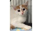 Adopt Huey Lewis a Domestic Shorthair / Mixed cat in Lexington, KY (39053385)