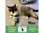 Adopt Max a Cream or Ivory Snowshoe / Mixed (short coat) cat in Winchendon