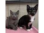 Adopt Ike and Mike a Gray or Blue Domestic Shorthair / Mixed (short coat) cat in