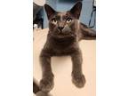Adopt Tempest a Gray or Blue Domestic Shorthair / Domestic Shorthair / Mixed cat