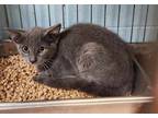 Adopt Miss Molly a Gray or Blue Domestic Shorthair / Domestic Shorthair / Mixed