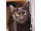 Adopt Pajamas a All Black Domestic Shorthair / Mixed (short coat) cat in