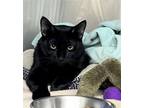 Adopt Mercury a All Black Domestic Mediumhair / Mixed (medium coat) cat in