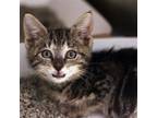 Adopt Truffle a Brown Tabby Domestic Shorthair / Mixed (short coat) cat in