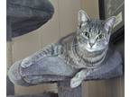 Adopt Cole a Gray, Blue or Silver Tabby Russian Blue / Mixed (short coat) cat in