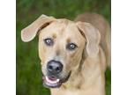 Adopt Maverick a Tan/Yellow/Fawn Mixed Breed (Large) / Mixed dog in Middletown