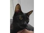 Adopt Momo a All Black Domestic Shorthair / Domestic Shorthair / Mixed cat in