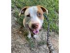 Adopt Lionel a American Staffordshire Terrier / Mixed dog in Raleigh