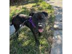 Adopt Wraith a American Staffordshire Terrier / Mixed dog in Raleigh