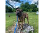 Adopt Sonny a Boxer / Mixed dog in Kingston, NY (38947574)