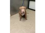 Adopt Mocha a Brown/Chocolate American Pit Bull Terrier / Mixed dog in Fort