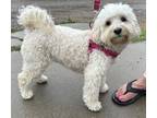 Adopt Sophie a White Maltipoo / Mixed dog in Santa Barbara, CA (39053013)