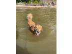 Adopt Coastie a Tan/Yellow/Fawn Golden Retriever / Mixed dog in Newark