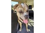 Adopt Rowena a Tan/Yellow/Fawn American Pit Bull Terrier / Mixed dog in Payson