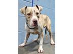 Adopt Dexter a Brindle American Pit Bull Terrier / Mixed dog in Owensboro