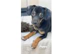 Adopt Poppy a Black - with Tan, Yellow or Fawn Dachshund / Miniature Pinscher /