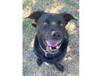Adopt Fox a Black Labrador Retriever / Mixed dog in The Colony, TX (39052912)