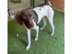 Adopt Happy a Brown/Chocolate Pointer / Mixed dog in Dallas, TX (39003018)