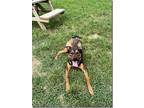 Adopt Duke CAT & Dog Friendly Ask for Video a Tricolor (Tan/Brown & Black &