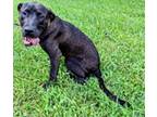 Adopt PEDRO Gentle Quiet Loving Affectionate Boy a Black Labrador Retriever /