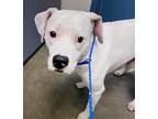Adopt Snuggles Velco Boy Loves Dogs & Cats a White Boxer / Dalmatian / Mixed dog