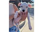 Adopt Tater Litter - Yukon a White Boxer / Mixed dog in Dumont, NJ (39003441)