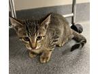 Adopt Meeko a Domestic Shorthair / Mixed cat in Sheboygan, WI (39052676)