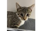 Adopt Minion a Domestic Shorthair / Mixed cat in Sheboygan, WI (39052675)