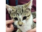 Adopt Minnow a Domestic Shorthair / Mixed cat in Sheboygan, WI (39052674)