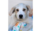 Adopt Willow a White Labrador Retriever / Mixed dog in Toccoa, GA (39052612)