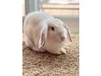 Adopt Marilyn Bunroe a Lop-Eared / Mixed rabbit in Birdsboro, PA (39052606)
