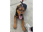 Adopt Collin a Black German Shepherd Dog / Mixed dog in Morton Grove