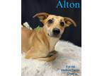 Adopt Alton a Terrier (Unknown Type, Medium) / Mixed dog in Nicholasville
